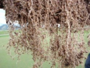 golf-course-root-growth-in-victor-id